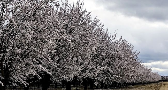 Almond orchard in full bloom.